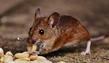 24 Hour & Emergency Exterminators in Lac Du Flambeau Reservation, WI